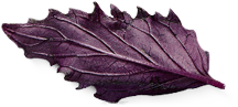 лист